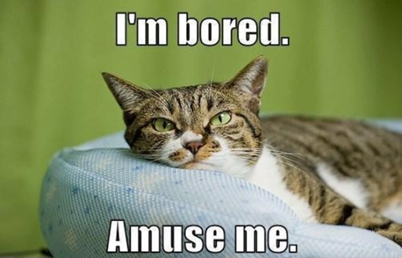 cat-says-im-bored-amuse-me